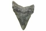 Serrated, Juvenile Megalodon Tooth - South Carolina #275852-1